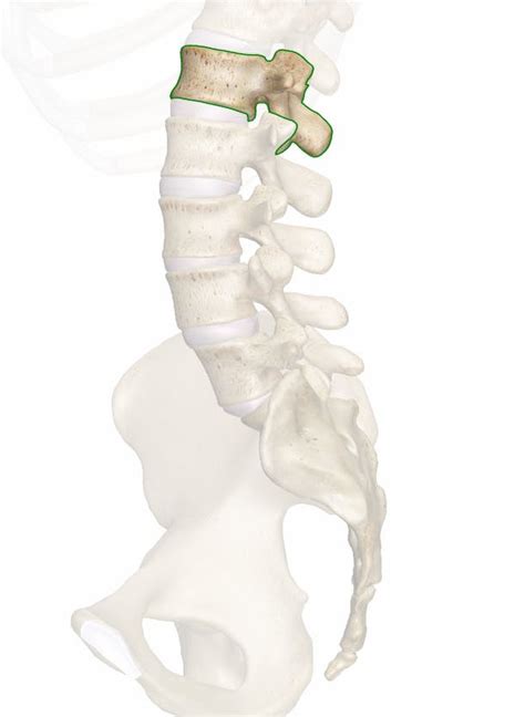 The L1 Vertebra Anatomy And 3d Illustrations
