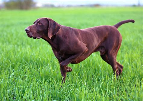 German Shorthaired Pointer Breed Facts And Information