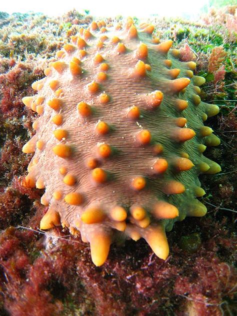 In malay, it is known as the gamat. Illegal shipment of sea cucumbers discovered - Galapagos ...