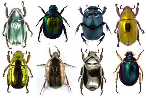 Jewel Scarabs | Most beautiful animals, Animals beautiful, Beautiful ...