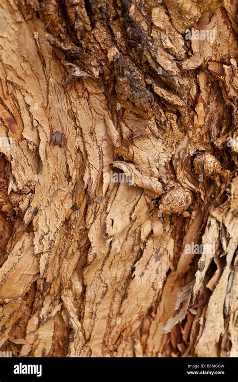 Tree Bark Hi Res Stock Photography And Images Alamy