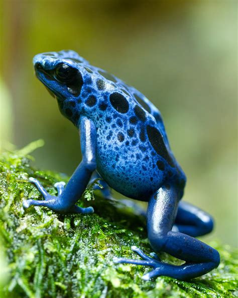 Azure Poison Dart Frog Photograph By David Kenny Fine Art America