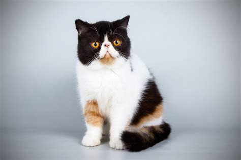 Exotic Shorthair Cat Breed Information Traits Characteristics And Photos