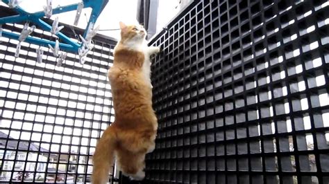 cat climbs wall youtube