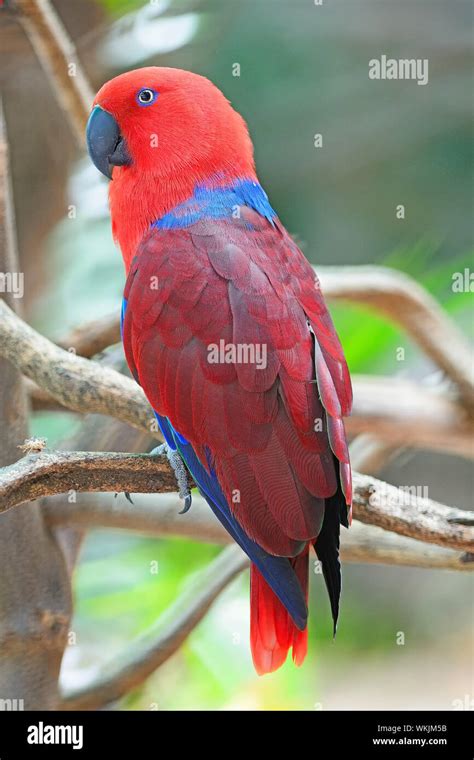 Colorful Red Parrot A Female Eclectus Parrot Eclectus Roratus Back