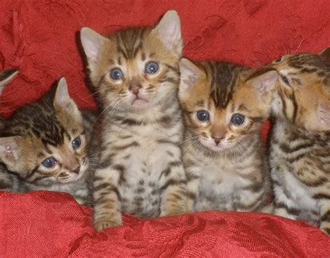 Bengal Babies Bengal Kittens In 2021 Bengal Kitten Kittens Cutest
