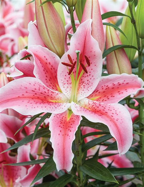 Pixie Oriental Lilium Rapid Romance Tesselaar