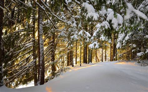 Forest Winter Mac Wallpaper Download Allmacwallpaper