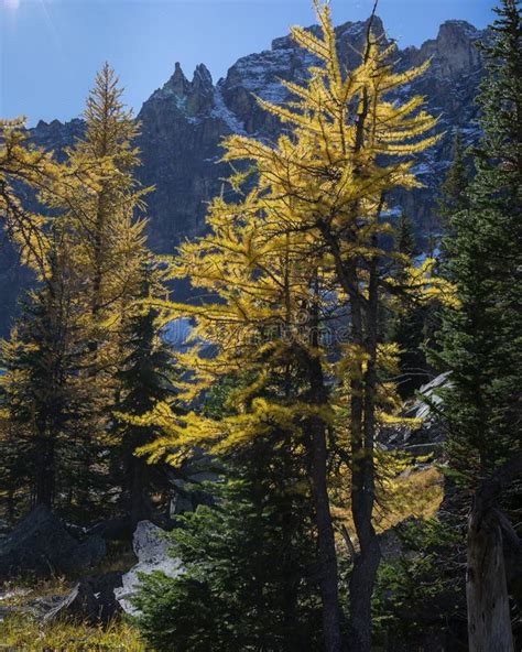 Bright Yellow Larch Trees With Snow Capped Mountains In The Background