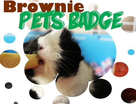 Using it for daisy and brownie lesson ideas. Brownie Pets Badge | Brownie pet badge, Girl scout brownie ...