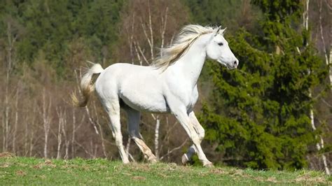 Shagya Arabian Horse Facts And Information Breed Profile Ahf