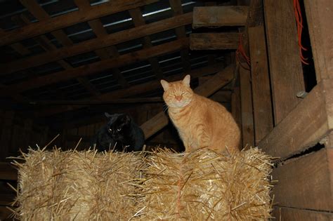 The Care And Feeding Of Barn Cats Timber Creek Farm