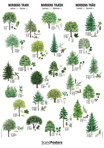 Coniferous Tree Poster Beautiful Poster With Trees Plakater