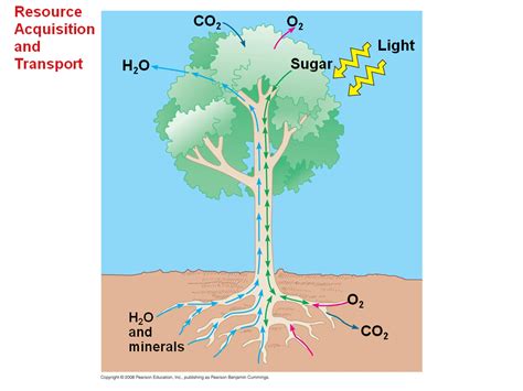 + transport system in flowering plants flowering plants have a system of vessels that runs up and down the plants carrying materials. Resource Acquisition and Transport in Vascular Plants ...