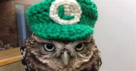 24 Fetch Birds All Decked Out In Adorable Hats