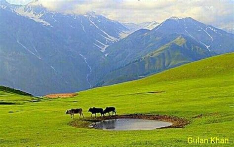 Three Cows Are Standing In The Grass Near A Small Pond And Mountain