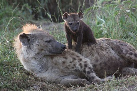 Animal Behavior For Spotted Hyenas A Mothers Social Status