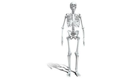 3d Human Anatomy Skeleton Model Turbosquid 2069431