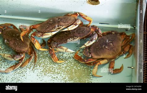 Several Live Dungeness Crab In A Tank At Fishermans Wharf San