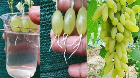 Simple Method Propagate Grape Tree With Water Growing Grape Tree At