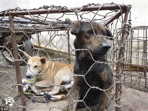 Thousands of dogs killed for food at Indonesian meatmarket | Daily Mail