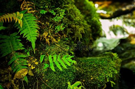 Stones Covered With Green Moss And Fern In Forest Of New Zealand Stock