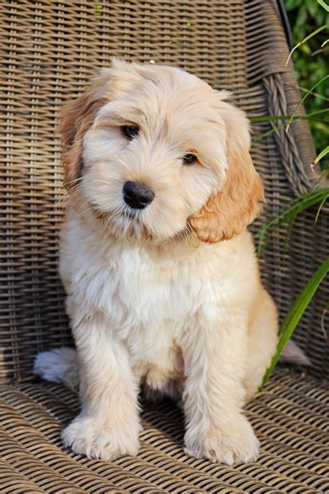 Our medium Australian Labradoodle puppy "Bella" is so so sweet! We love