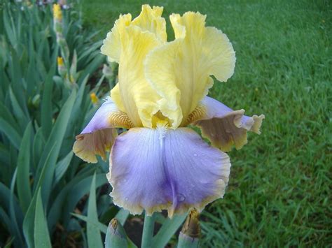 Knock dead — knock (someone) dead to do something so well or look so attractive, other people admire you a lot. Tall Bearded Iris (Iris 'Knock 'em Dead') in the Irises ...