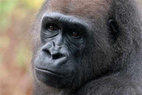 A Different Kind Of Remembrance For Harambe · A Humane World