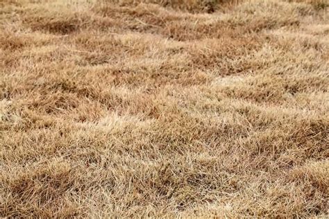 Can Yellow Grass Turn Green Again Lawn Disease