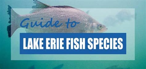 22 Lake Erie Fish Species Updated Pond Informer