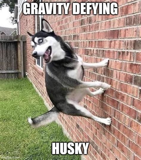 Funny Dog Memes Husky