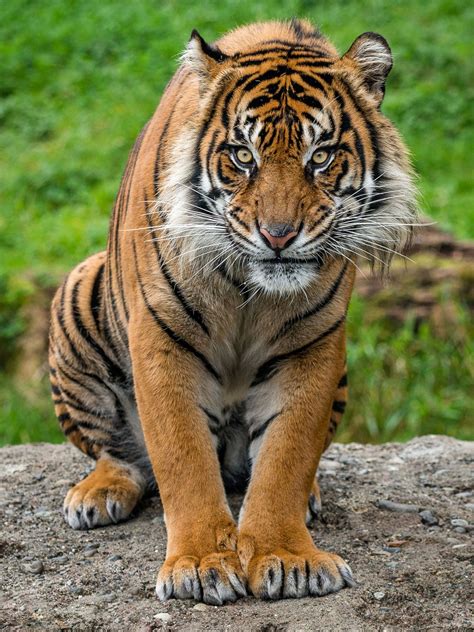 Beautiful Wildlife Sumatran Tiger Tiger Wild Cats