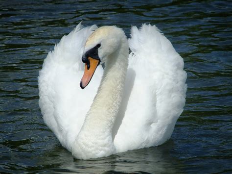 Beautiful Swan Free Stock Photo Public Domain Pictures