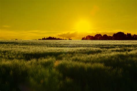 Grassy Plains During Sunset Hd Wallpaper Wallpaper Flare