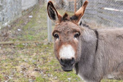 Beautiful Cute Animal Donkey Gray Stock Image Image Of Portrait