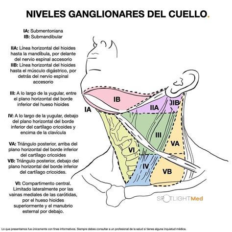 Niveles Ganglionares Del Cuello Anatomía Médica Cosas De Enfermeria