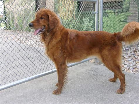 Golden Cocker Retriever, Golden Retriever and Cocker ...