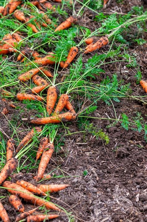 Harvest Of Ripe Carrots Collected And Lying On The Ground In The Garden