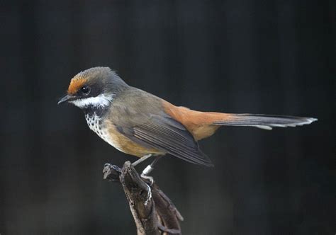 Pictures And Information On Rufous Fantail
