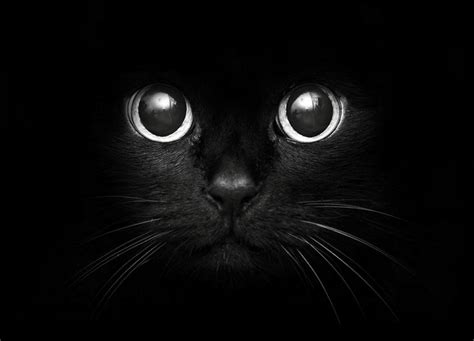 Black Cat Face Katze Hifi Forumde Bildergalerie