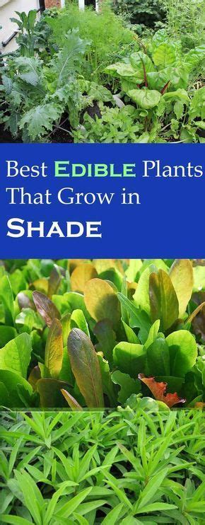 Best Edible Plants You Can Grow In Shade Indoor