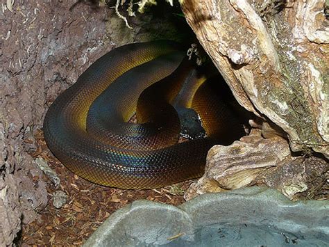 Bothrochilus Albertisii Dalberts Python In Chattanooga Zoo