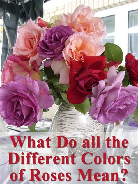 We did not find results for: All the Different Colors of Roses and Their Meanings ...