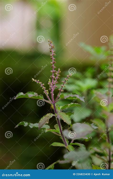 Beautiful Image Of Tulsi Plant And Flowers With Blurred Background