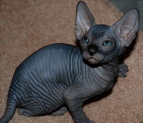 The Sphynx Cats Characteristics History And Pictures