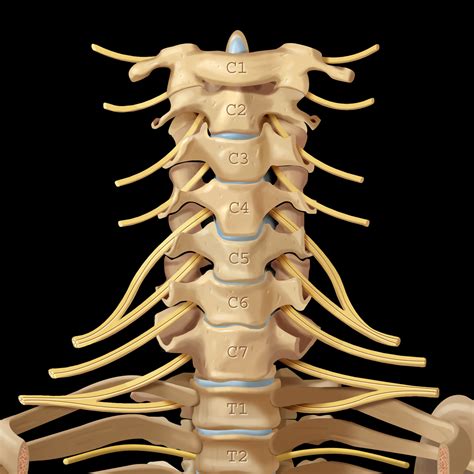 Cervical Spine Coronal View Cervical Spines Radiology