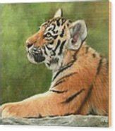 Tiger Cub Painting By David Stribbling Fine Art America