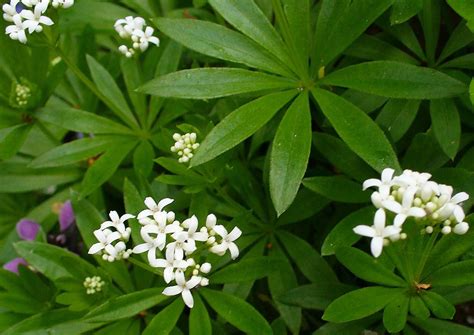 Asperula Odorata Galium AspÉrule Odorante Sweet Woodruff