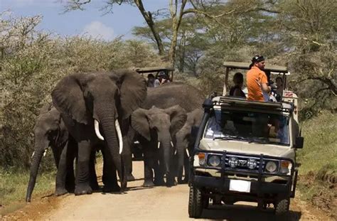Tanzania Luxury Safari Packages
